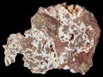 Polished Copper Ore Slab - Northern Australia #63095-1